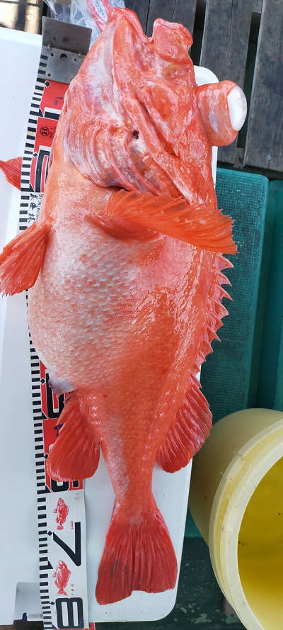 アコウ