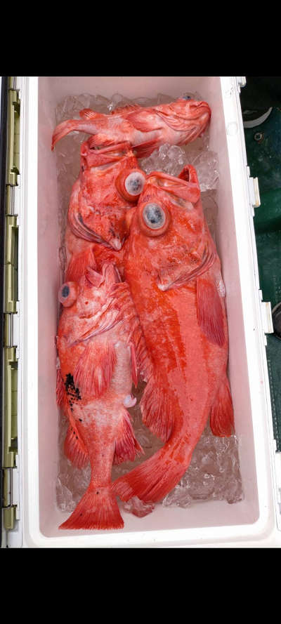 アコウ
