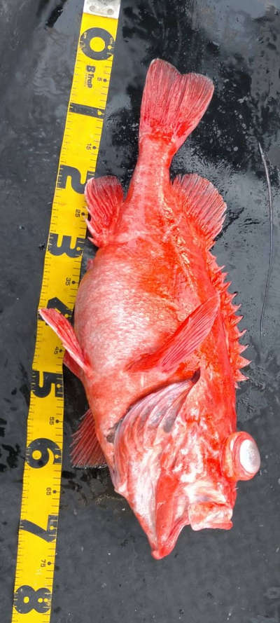 アコウ