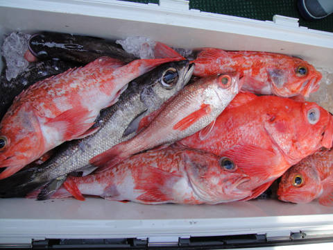 [Cނ