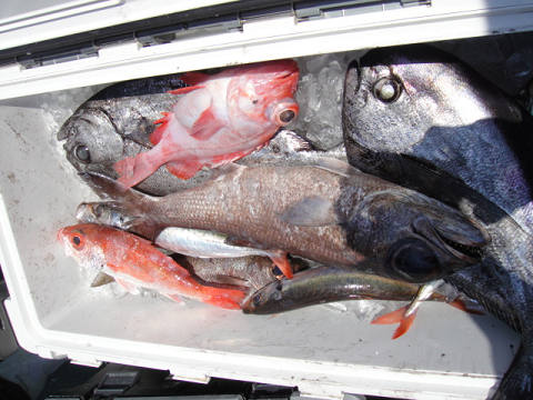 [Cނ