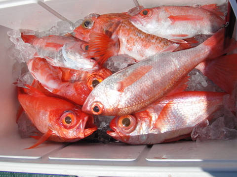 [Cނ